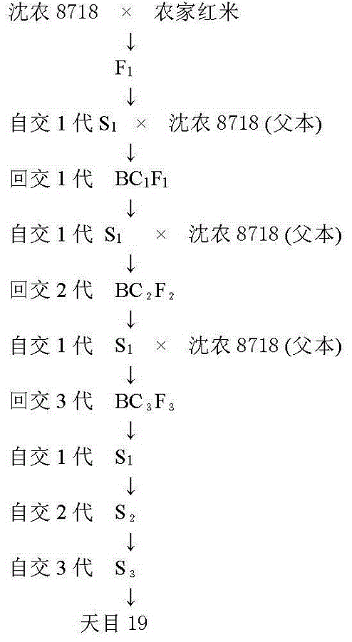 一种杂交水稻育种方法及栽培管理方法与流程