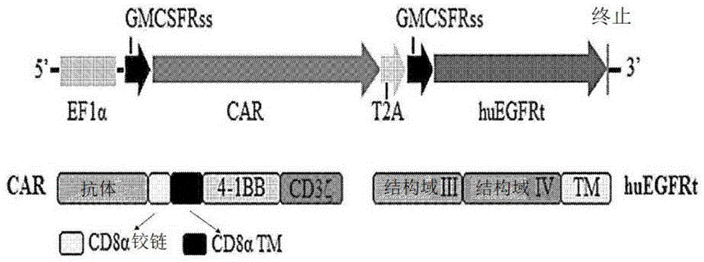 靶向肿瘤抗原的嵌合抗原受体的制作方法