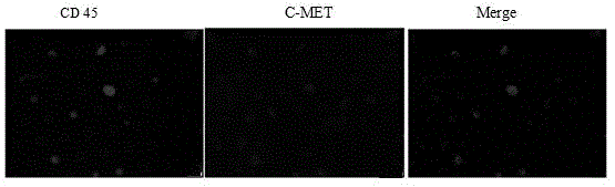 一种检测肝细胞癌患者外周血循环肿瘤细胞C-MET表达的免疫荧光试剂盒及检测方法与流程