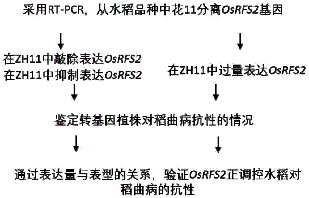 抗稻曲病基因OsRFS2在水稻遗传改良中的应用的制作方法