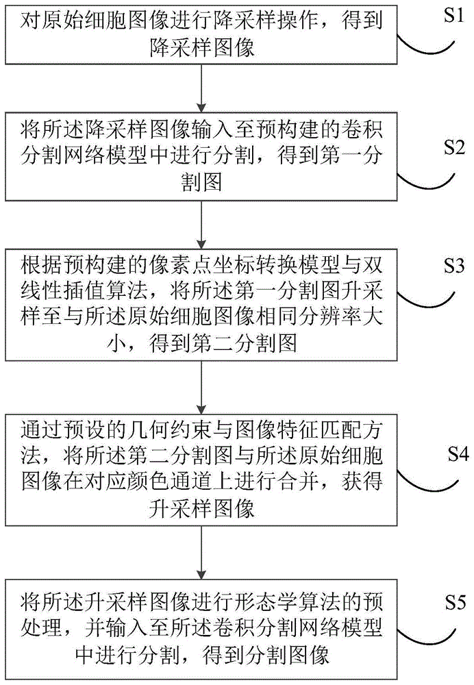 细胞图像分割方法、装置、电子设备及可读存储介质与流程