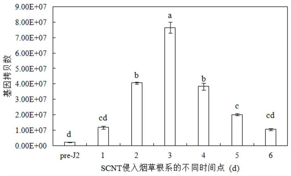 基因G20E03、其编码的蛋白及其在提高烟草植株抗大豆孢囊线虫病中的应用的制作方法