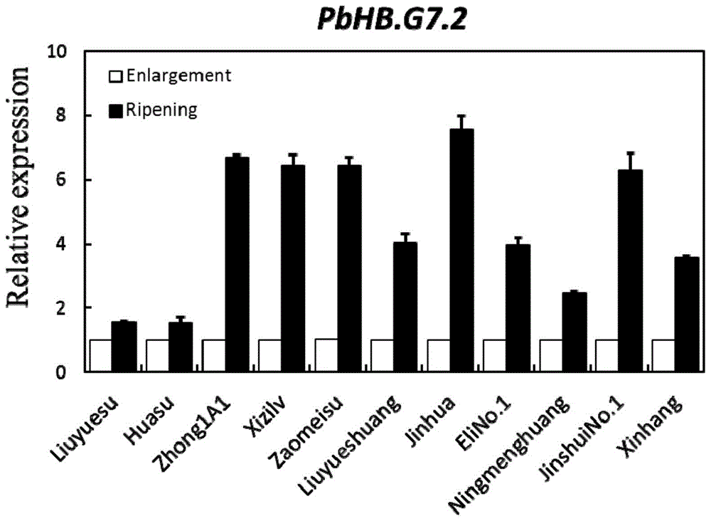 梨转录因子PbHB．G7．2及其在促进果实成熟中的应用的制作方法