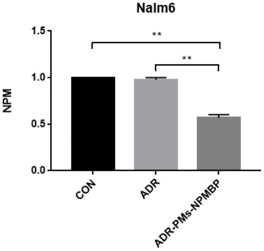 一类具有抗急性淋巴细胞白血病活性的NPM1结合蛋白偶联阿霉素胶束及其制备方法与流程