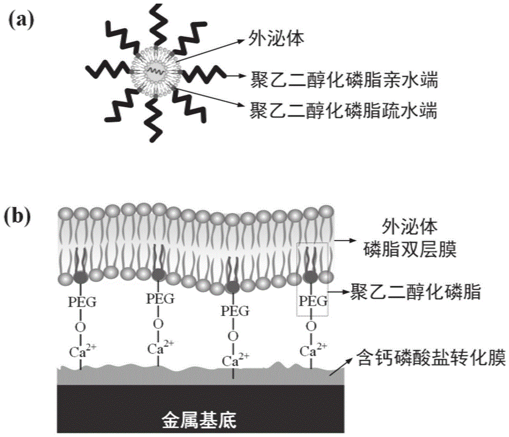 一种负载外泌体的金属基植入材料及其制备方法和应用与流程