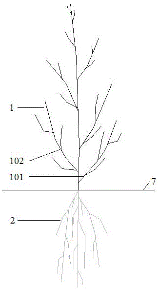 增加根系营养体的梭梭栽植方法与流程