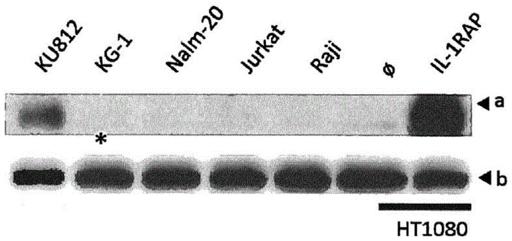 靶向IL-1RAP的CAR-T细胞及它们的用途的制作方法