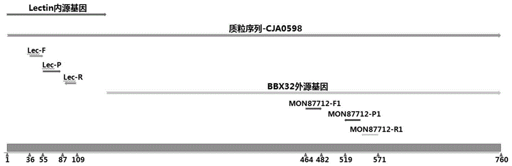 检测转基因大豆MON87712的试剂盒及方法与流程