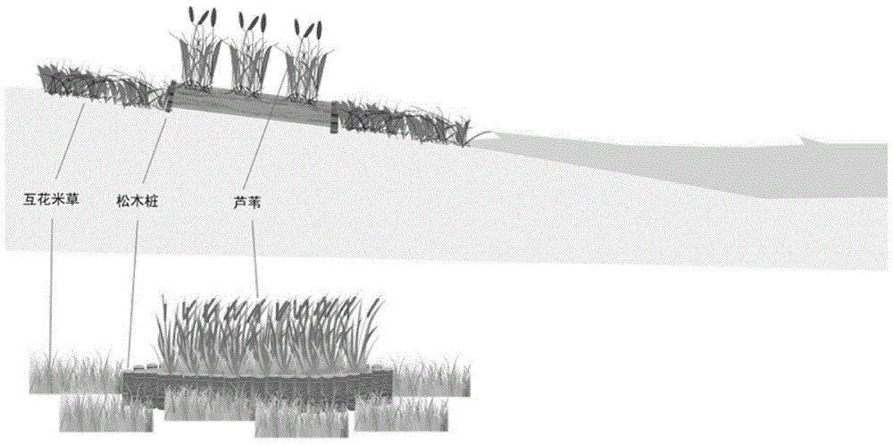 一种治理互花米草并恢复芦苇的方法与流程