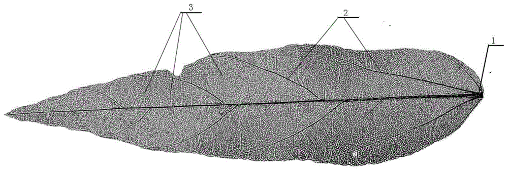 一种植物叶片叶脉的分级识别方法与流程