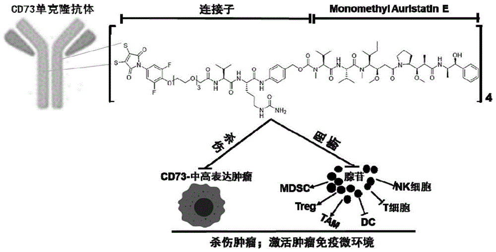 CD73抗体-药物偶联物的应用的制作方法