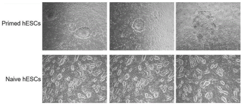 一种干细胞由Primed态向*态转化的方法与流程