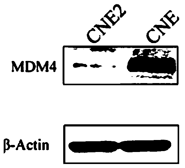 MDM4抑制剂作为治疗鼻咽癌的药物的应用的制作方法