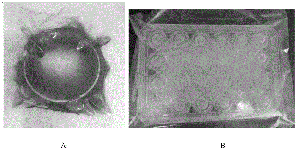 一种多功能3D重组皮肤模型的低温保存方法与流程