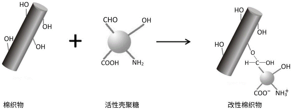 一种活性壳聚糖改性棉织物的制备方法与流程