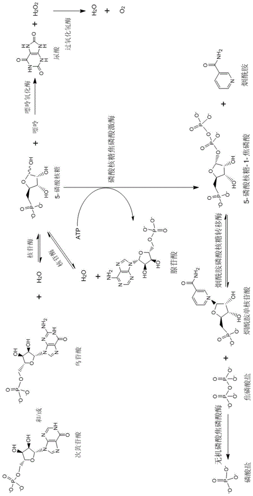 一种制备烟酰胺单核苷酸的方法与流程
