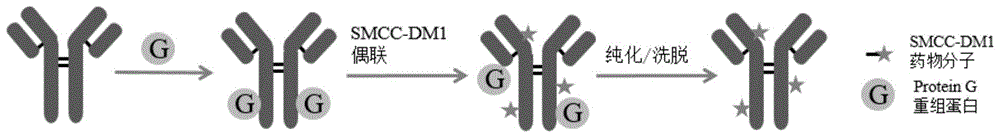 一种抗体偶联药物的制备及其高通量筛选方法与流程