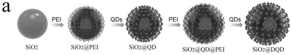 一种硅核双层量子点壳复合纳米材料及其制备方法和用途与流程