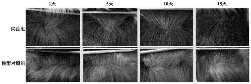 一种樱花花提取物及其提取方法和应用与流程