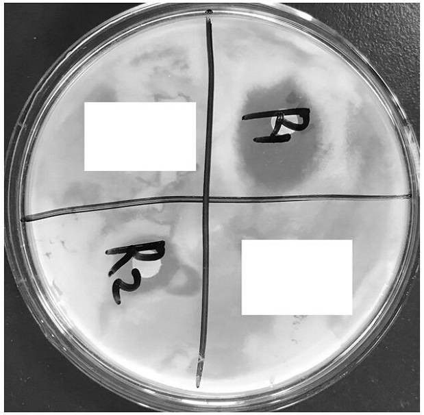 一种微生物来源的农用抑菌剂及其制备方法与流程