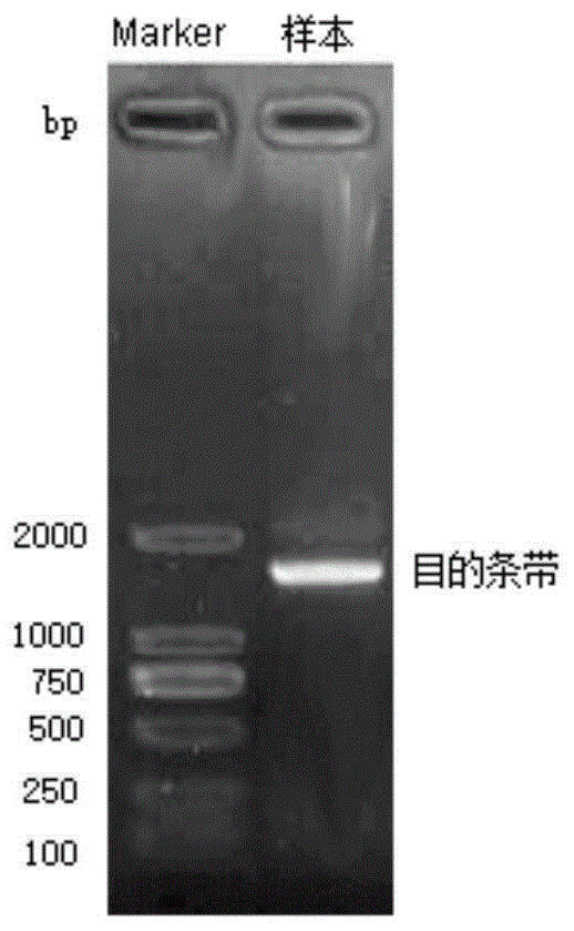 一株白色杆菌及其在防治玉米茎基腐病中的应用的制作方法