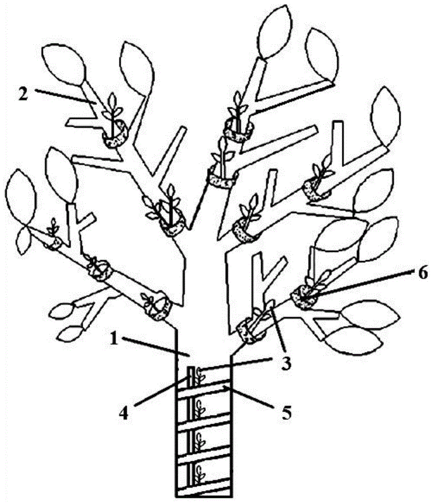 一种银杏树与铁皮石斛的混合种植系统的制作方法