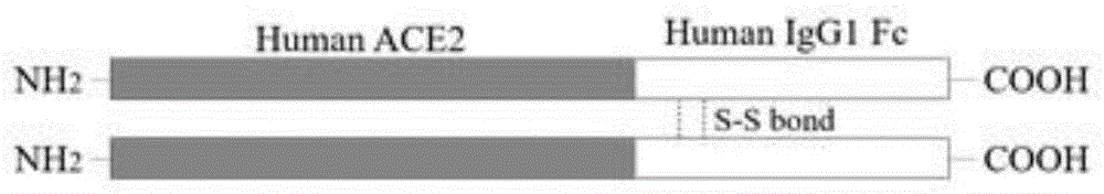 一种用于治疗COVID-19的ACE2-Fc融合蛋白功能测试方法与流程