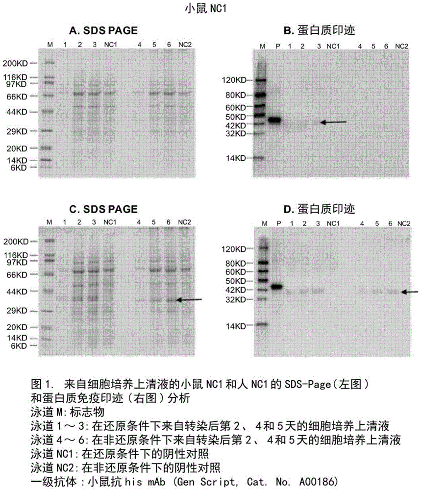 用包含NC-1-Fc的蛋白寡聚体治疗血管发生、纤维化和癌症相关疾病的手段和方法与流程