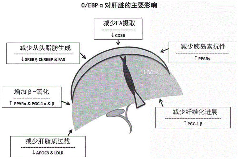 C/EBPα组合物和使用方法与流程