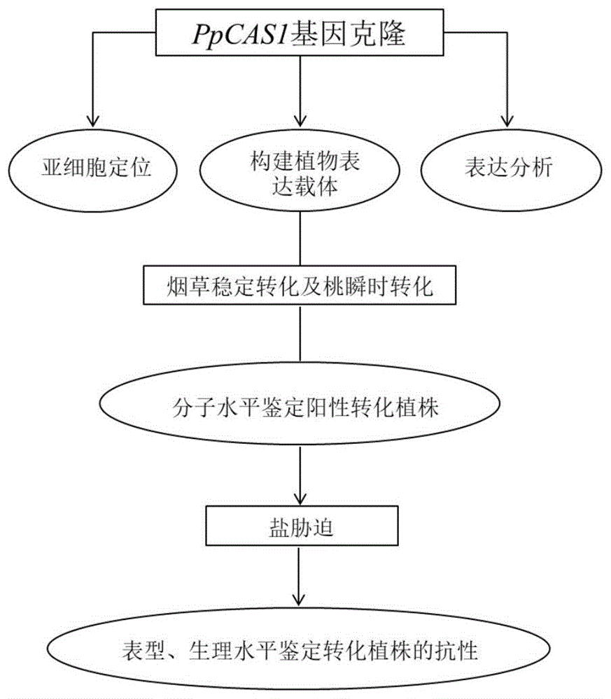 桃氰丙氨酸合成酶基因在提高植物耐盐性方面的应用的制作方法