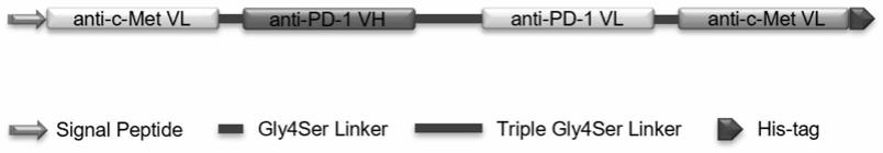 一种抗PD-1及c-Met抗原的小分子双特异性抗体Diabody的制作方法