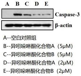 一种异吲哚啉酮类化合物在制备抗肿瘤药物中的用途的制作方法