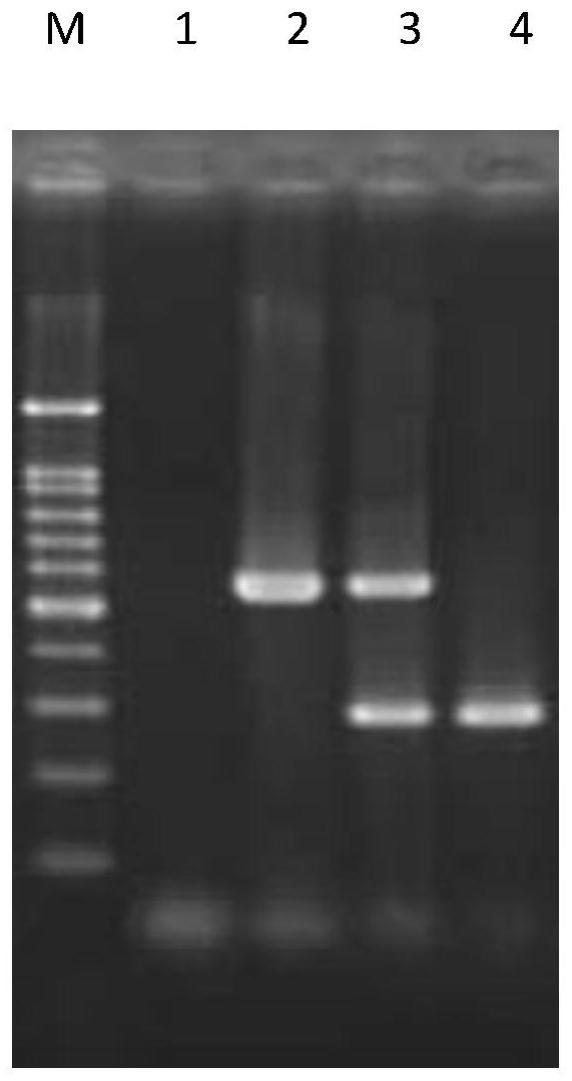 转基因水稻mfb-MH3301外源基因纯合/杂合状态的检测方法与流程