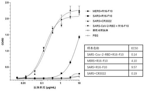 靶向SARS-CoV-2冠状病毒的抗体及其诊断和检测用途的制作方法