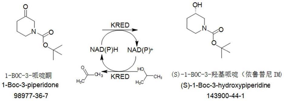 一种酮还原酶及S-1-BOC-3羟基哌啶的酶催化制备方法与流程