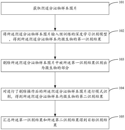 基于模式识别和深度学习的阴道微生物识别方法及装置与流程