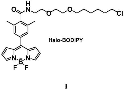 氟硼二吡咯类蛋白质错误折叠探针Halo-BODIPY及其制备方法与应用与流程