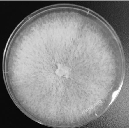一种促进节菱孢菌高效产孢的培养基及其方法与流程