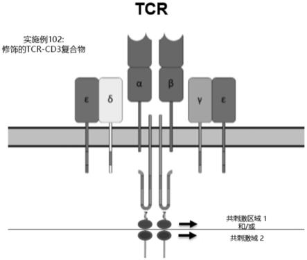 TIL/TCR-T细胞治疗平台的制作方法