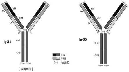 人类重链伪γ基因编码的新型IGG5类重组免疫球蛋白的制作方法