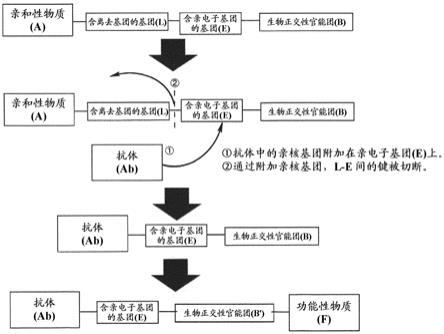 具有针对抗体的亲和性物质和生物正交性官能团的化合物或其盐的制作方法