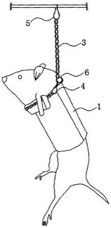 一种用于辅助实验鼠双足直立的鼠外衣的制作方法