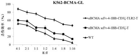 一种靶向BCMA的嵌合抗原受体T细胞及其应用的制作方法