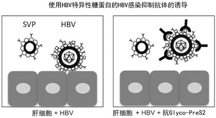 高效的肝炎病毒的抗体诱导方法、抗体以及检测系统与流程