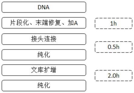 一种快速高效的构建二代测序文库的试剂盒的制作方法