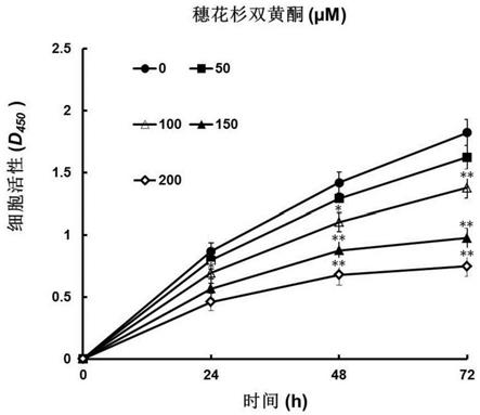 一种穗花杉双黄酮在制备治疗胶质瘤药物中的应用的制作方法