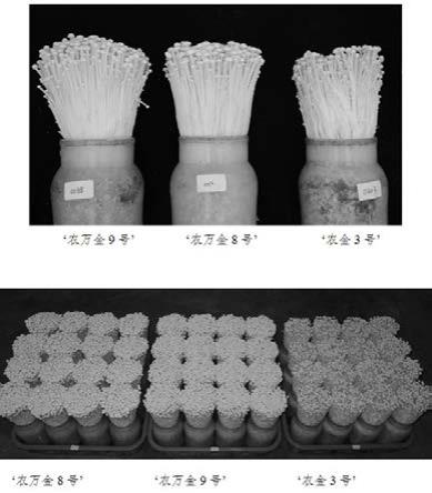 一种适合工厂化栽培的金针菇及其分子鉴定方法与流程