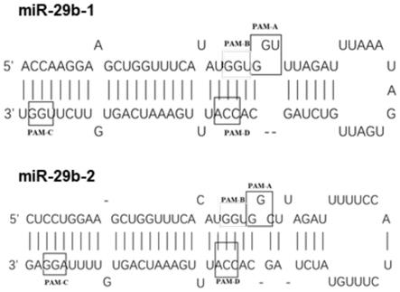 靶向miR-29b的gRNA、AAV8-CRISPR/Cas9系统及其应用的制作方法