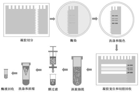 一种蓝莓果中儿茶酚氧化酶的提取和纯化方法与流程