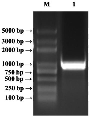 水稻源抗虫相关基因OsIDP1及其编码产物与应用的制作方法